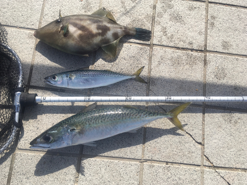 サバの釣果