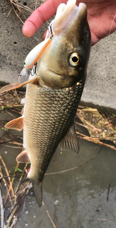 ニゴイの釣果