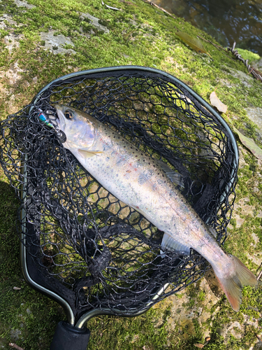 アマゴの釣果