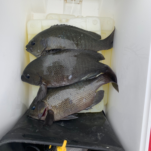 クチブトグレの釣果