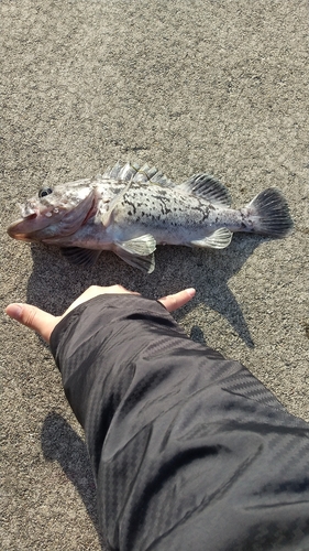 クロソイの釣果