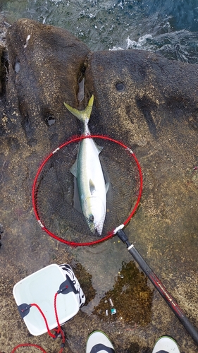 メジロの釣果