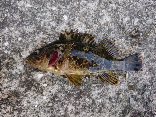 タケノコメバルの釣果