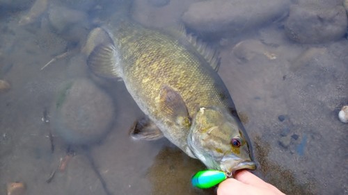 スモールマウスバスの釣果