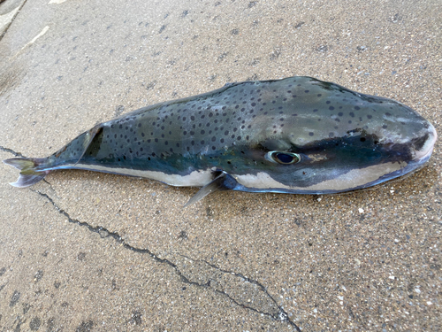 センニンフグの釣果