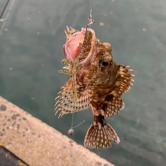 アラカブの釣果