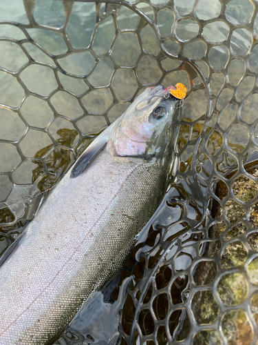 ニジマスの釣果