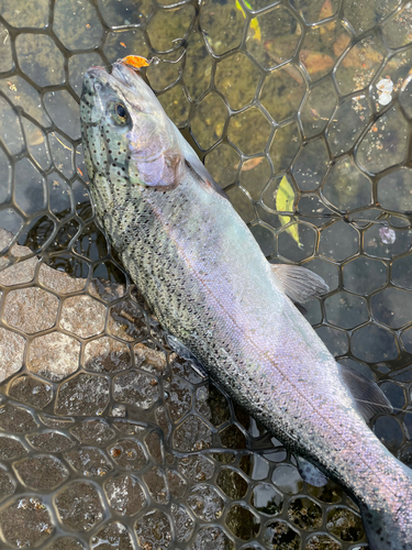 ニジマスの釣果