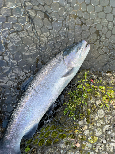 ニジマスの釣果