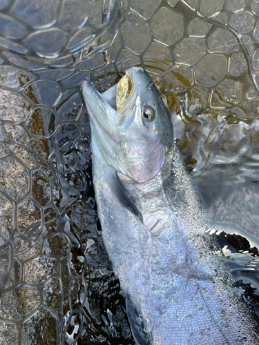 ニジマスの釣果