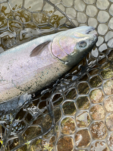 ニジマスの釣果