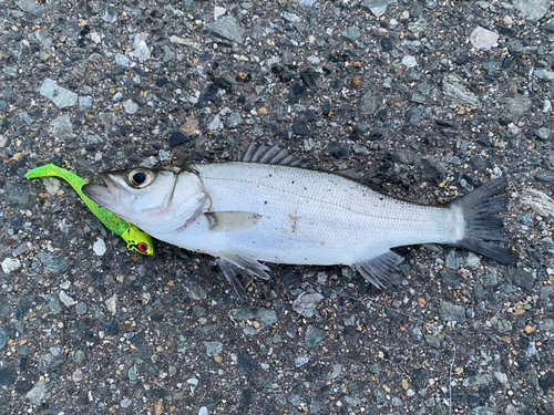 セイゴ（マルスズキ）の釣果