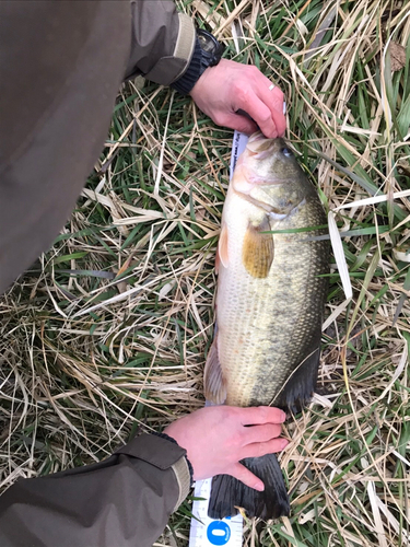 ラージマウスバスの釣果