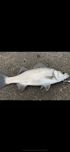 ヒラスズキの釣果