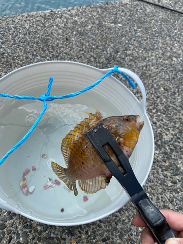 オハグロベラの釣果