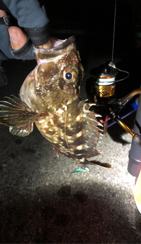 タケノコメバルの釣果