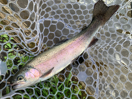 ニジマスの釣果