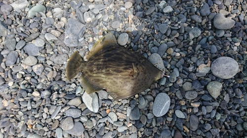 カワハギの釣果