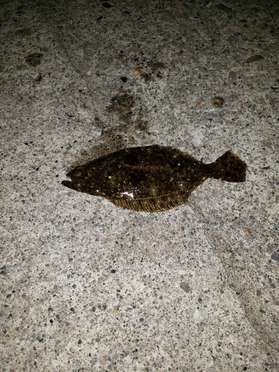 ヒラメ