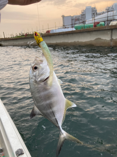 メッキの釣果