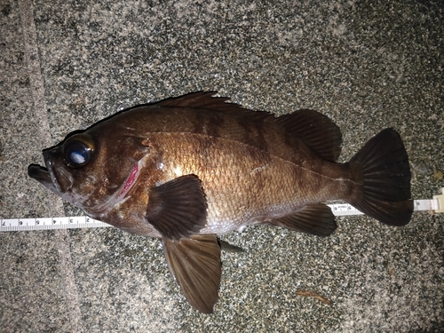 メバルの釣果