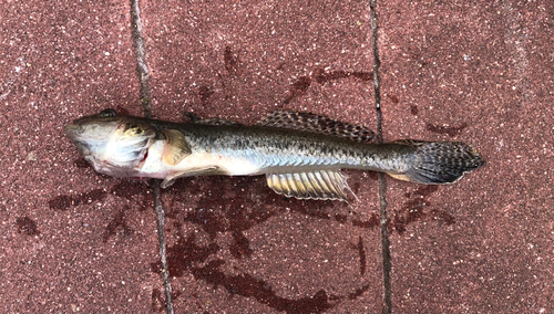 ハゼの釣果