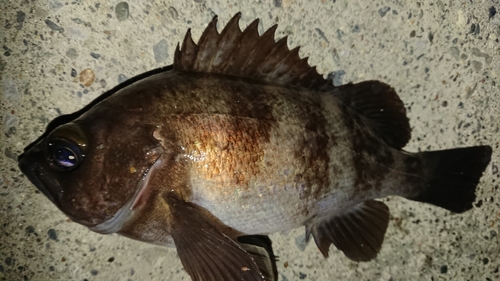 シロメバルの釣果