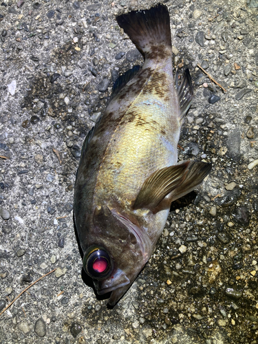 メバルの釣果