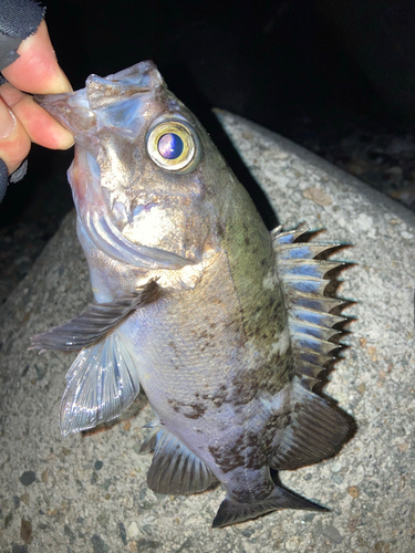 メバルの釣果