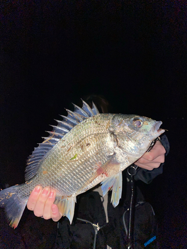 キビレの釣果