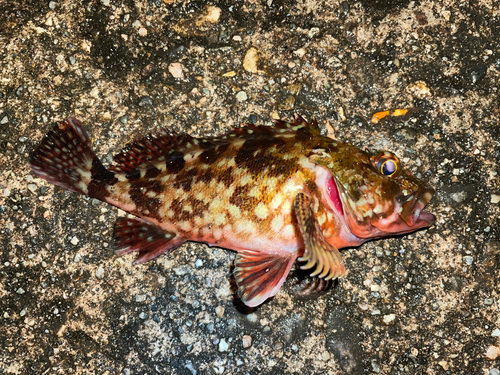 カサゴの釣果