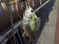 キビレの釣果