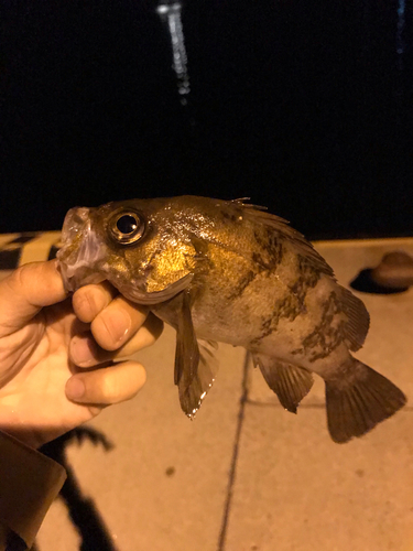 メバルの釣果