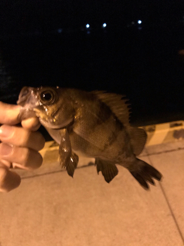 メバルの釣果