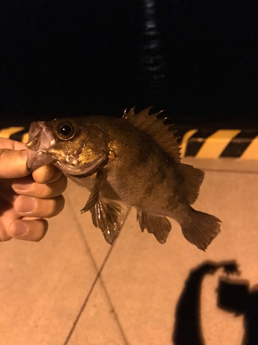 メバルの釣果