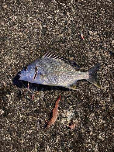 アイゴの釣果