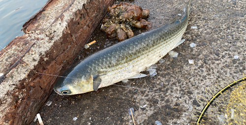 ボラの釣果