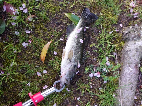 ブラックバスの釣果