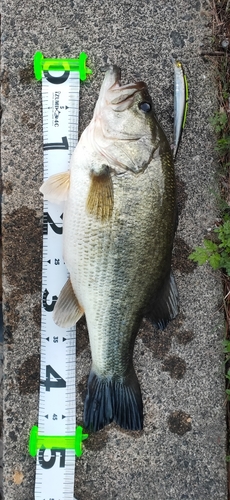 ブラックバスの釣果