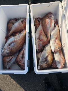 マダイの釣果