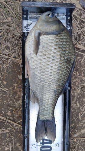 ヘラブナの釣果