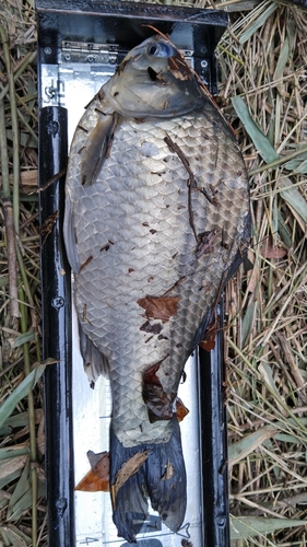 ヘラブナの釣果