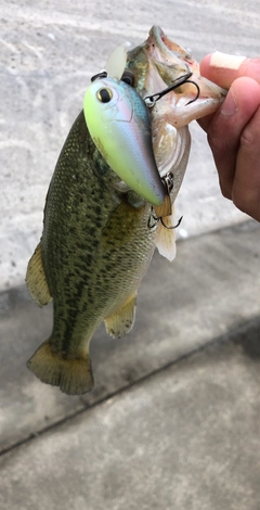 ブラックバスの釣果