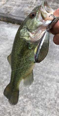 ブラックバスの釣果