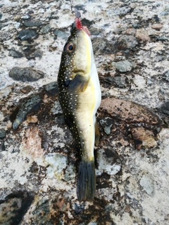 フグの釣果