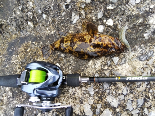 タケノコメバルの釣果