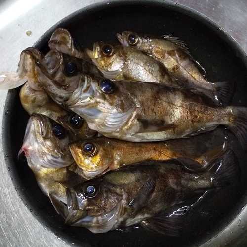 メバルの釣果