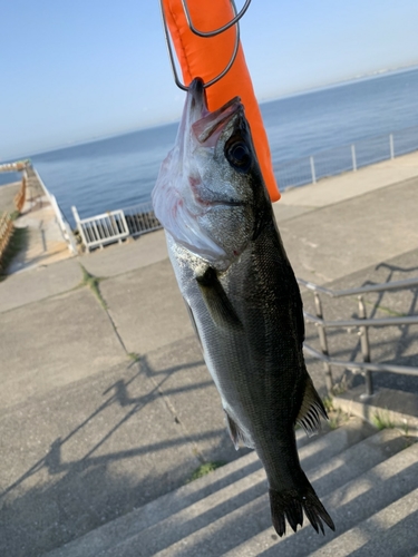 セイゴ（ヒラスズキ）の釣果