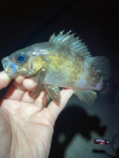 クロメバルの釣果