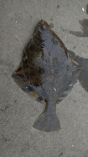 カレイの釣果